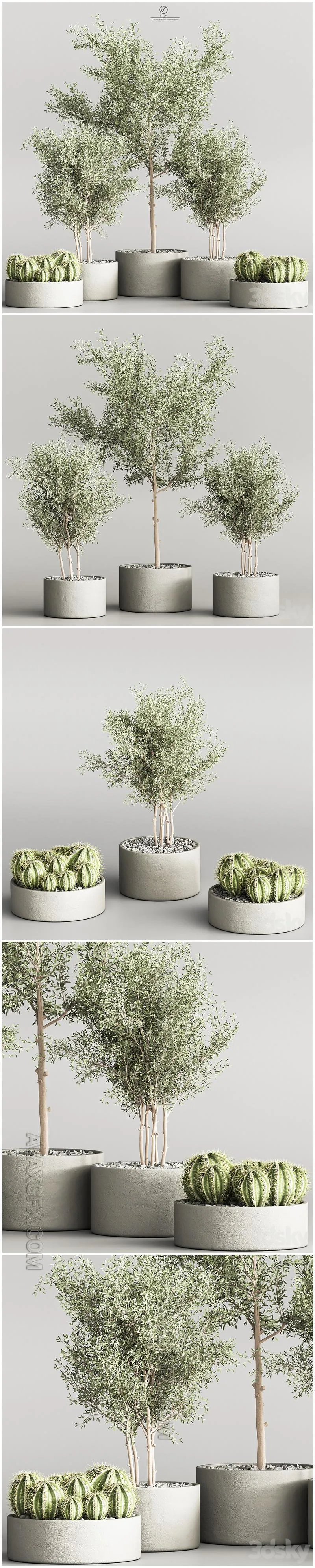 Cactus & Plant indoor vray - 3D Model MAX