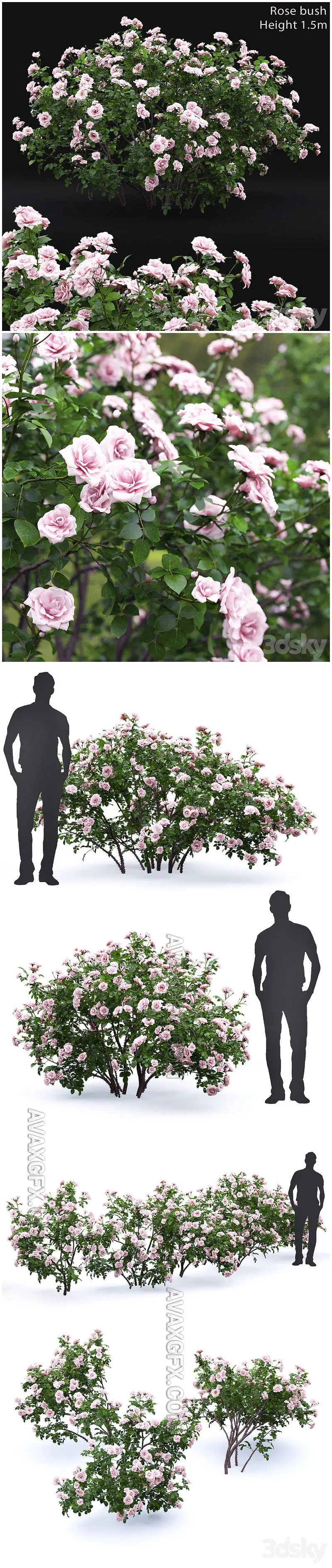 Rose bush # 4 - 3D Model