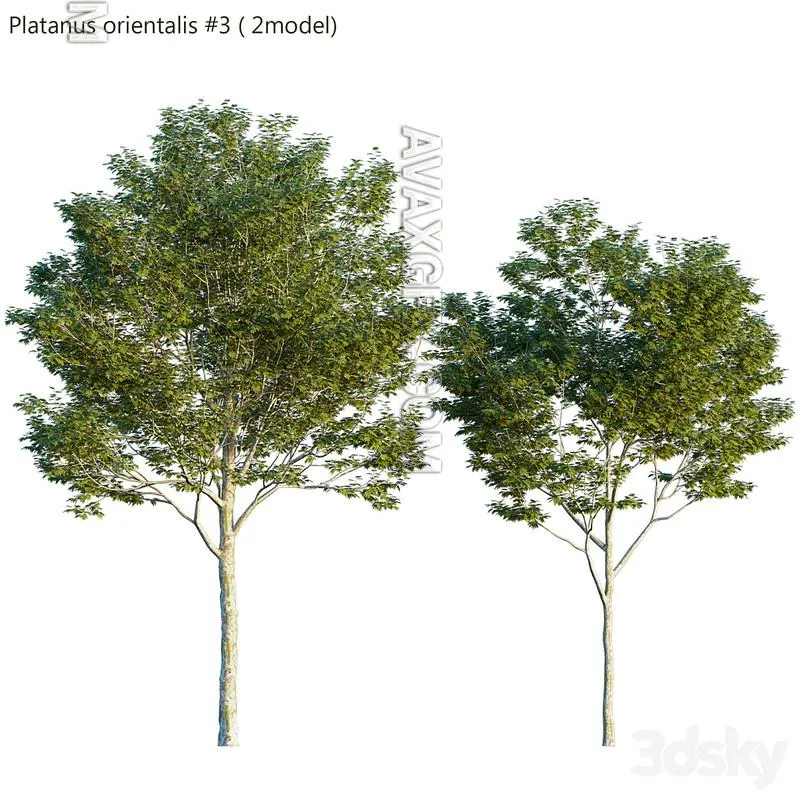 Platanus orientalis - Platanus acerifolia # 3 - 3D Model