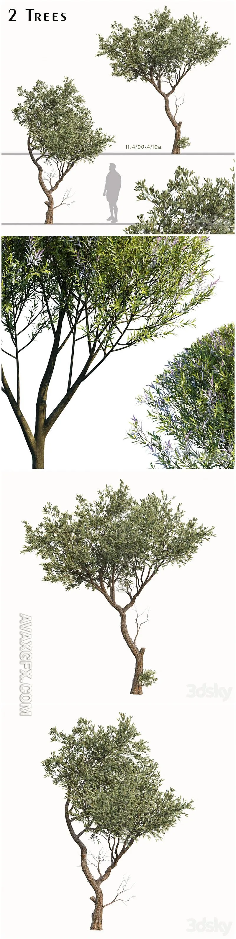 Set of Fruitless Olive Trees (Olea Europaea) (2 Trees) - 3D Model
