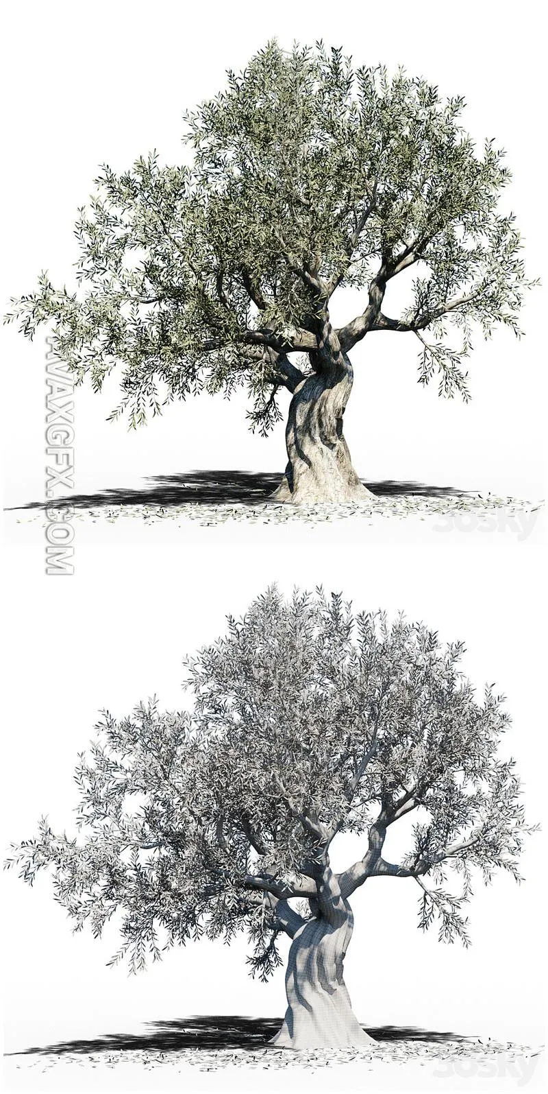 Olive Tree (Europa Olea) # 3 - 3D Model