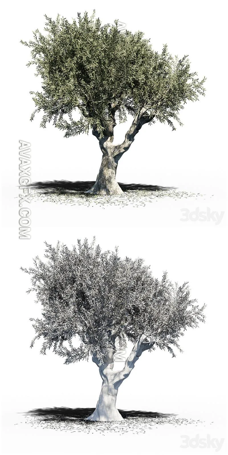 Olive Tree (Europa Olea) v2 - 3D Model