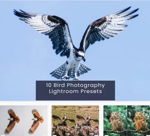 10 Bird Photography Lightroom Presets - NQ8CC2Y