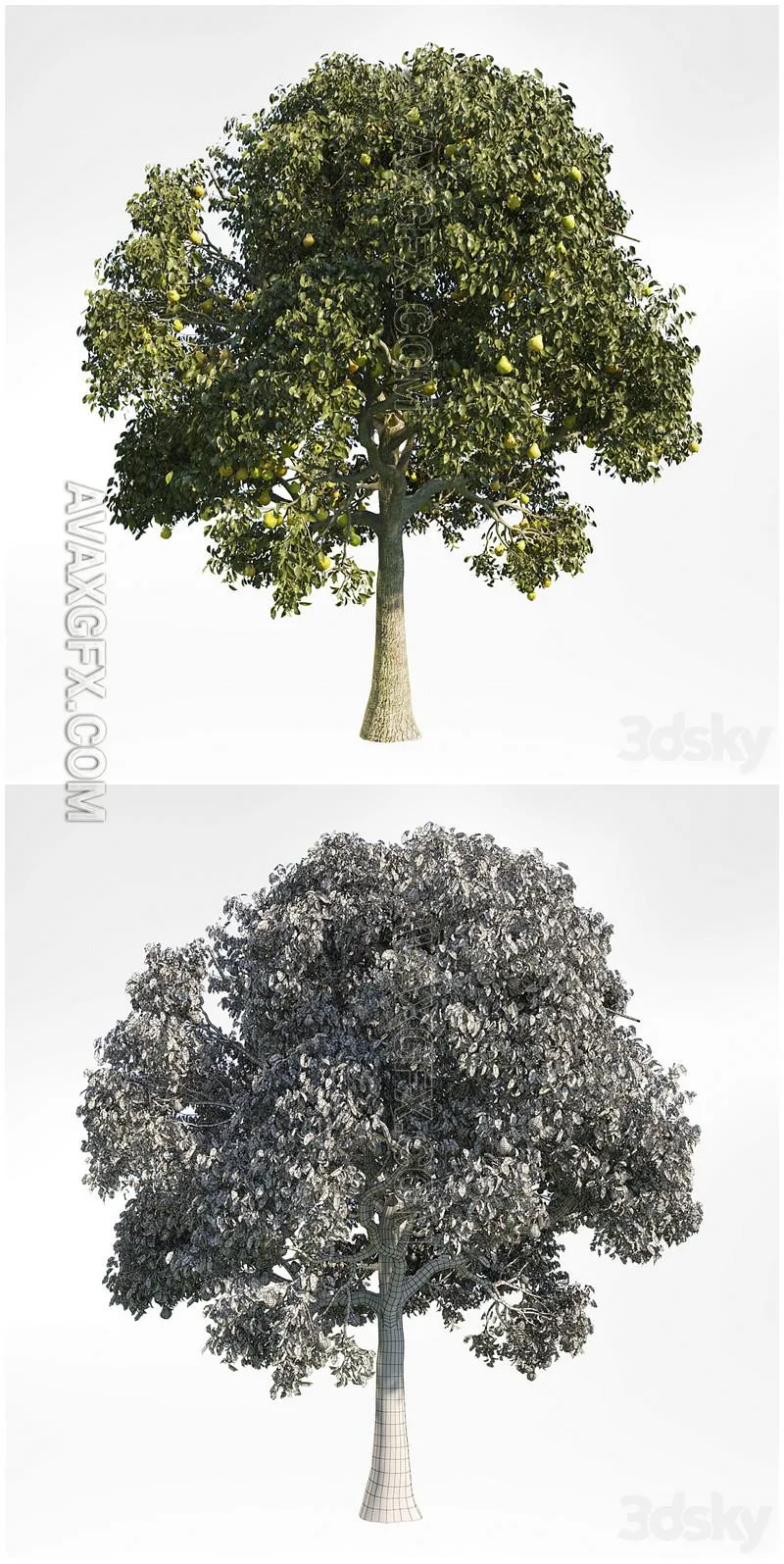 Pear Tree 10 - 3D Model