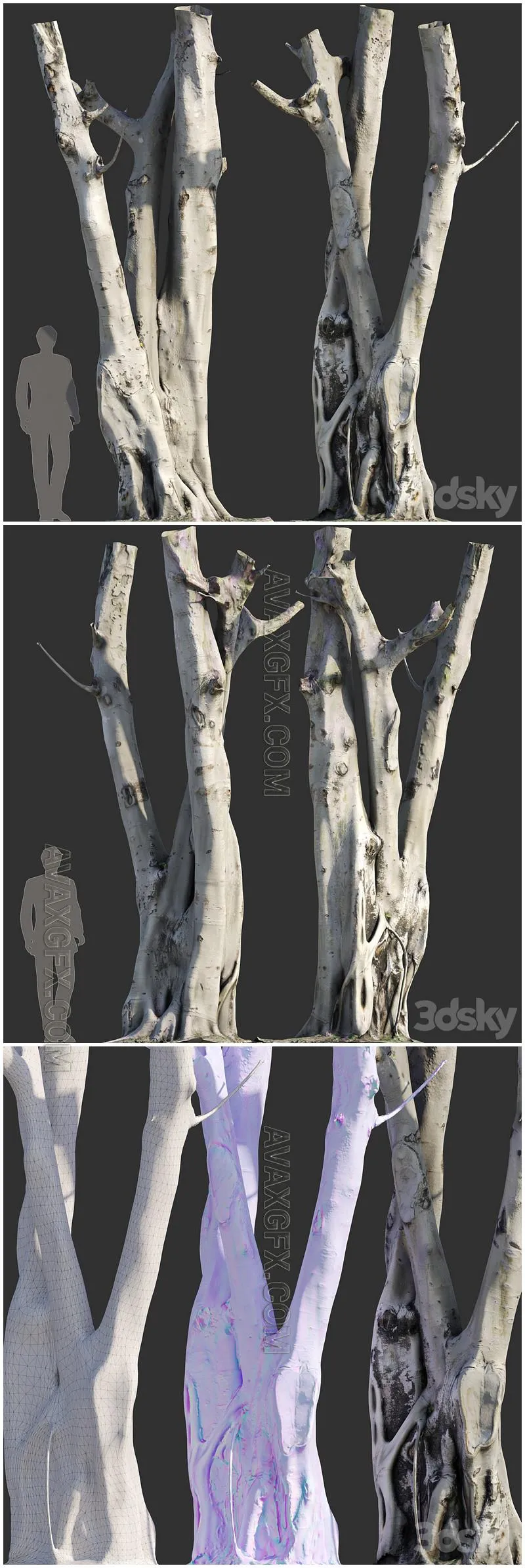 Ficus religiosa Tree Trunk - 3D Model