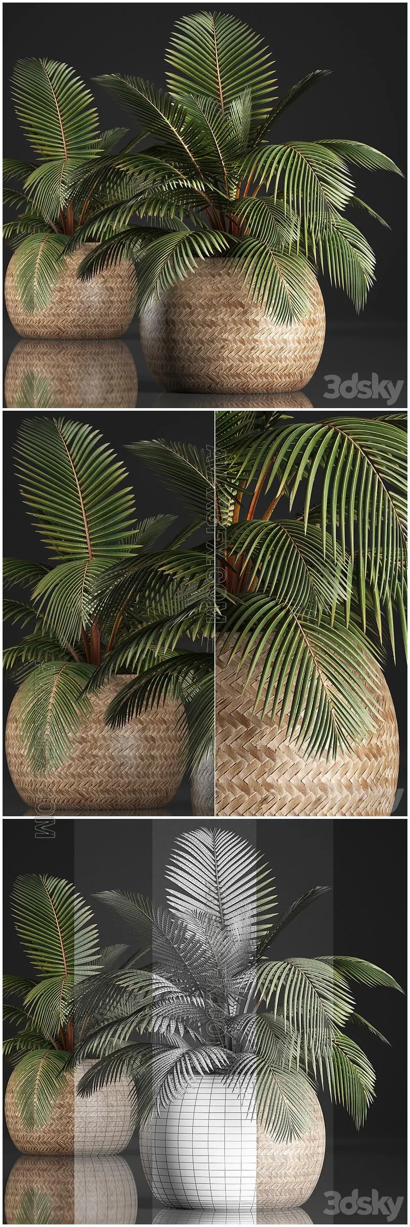 Plant Coconut palm 340. Small palm, basket, rattan, indoor, interior, eco design, natural decor - 3D Model