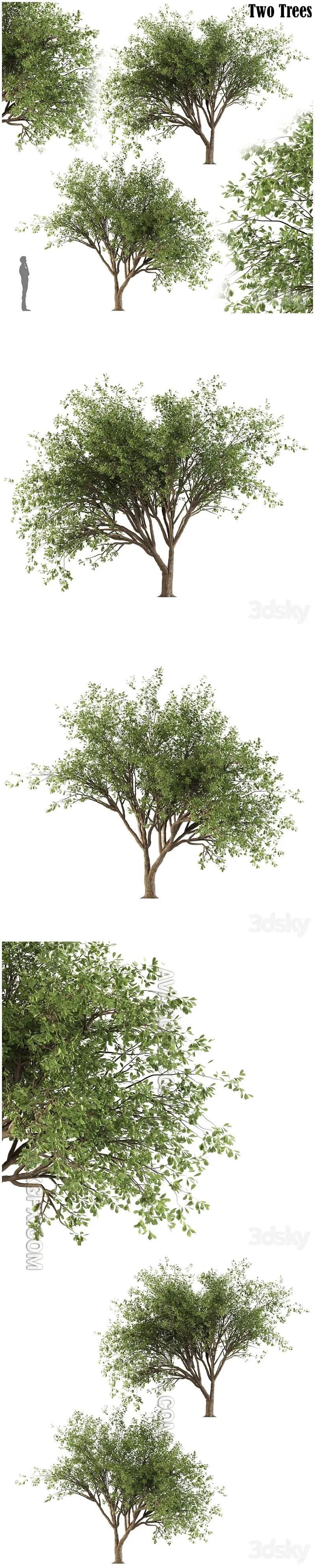 Chinese Stewartia tree (two trees) - 3D Model