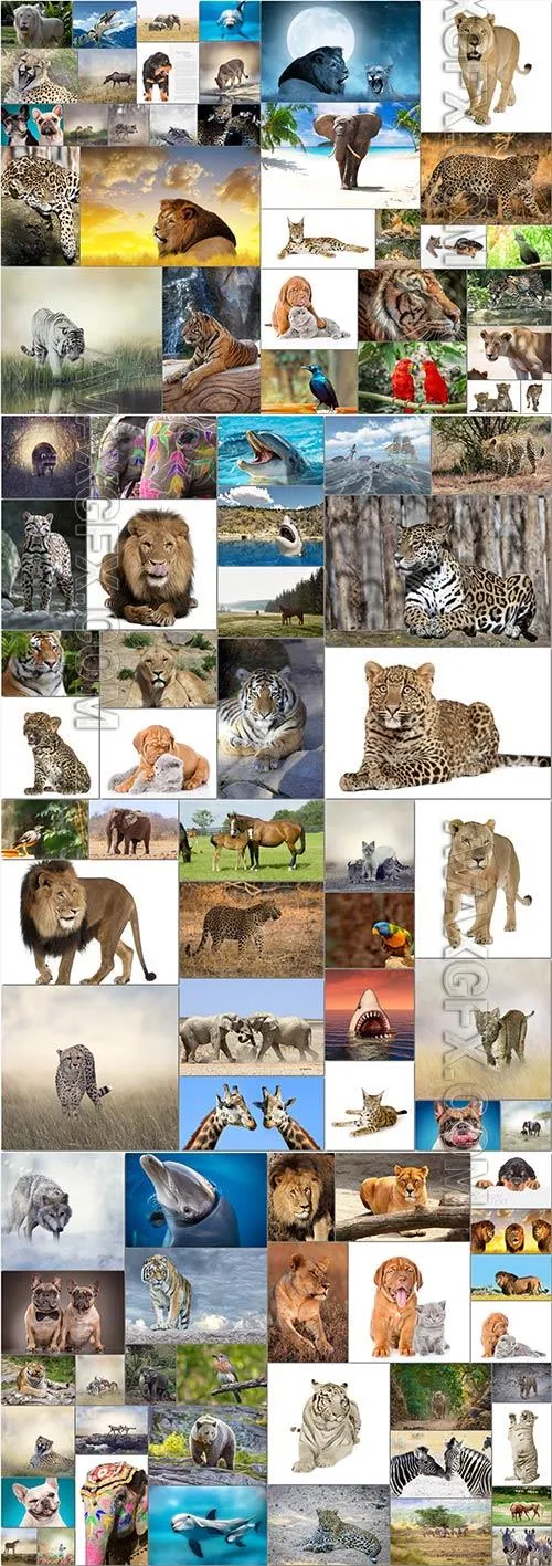 Animals bundle stock photo 2