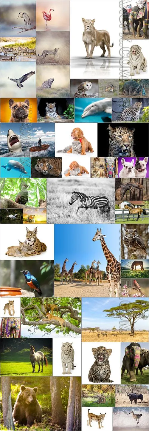 Animals bundle stock photo 1