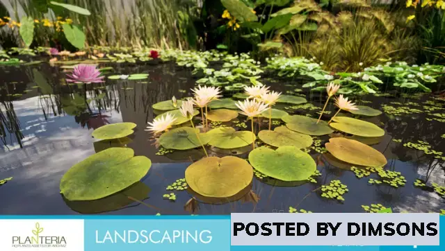 Unreal Engine ArchViz Landscaping Aquatic Plants v5.1-5.3