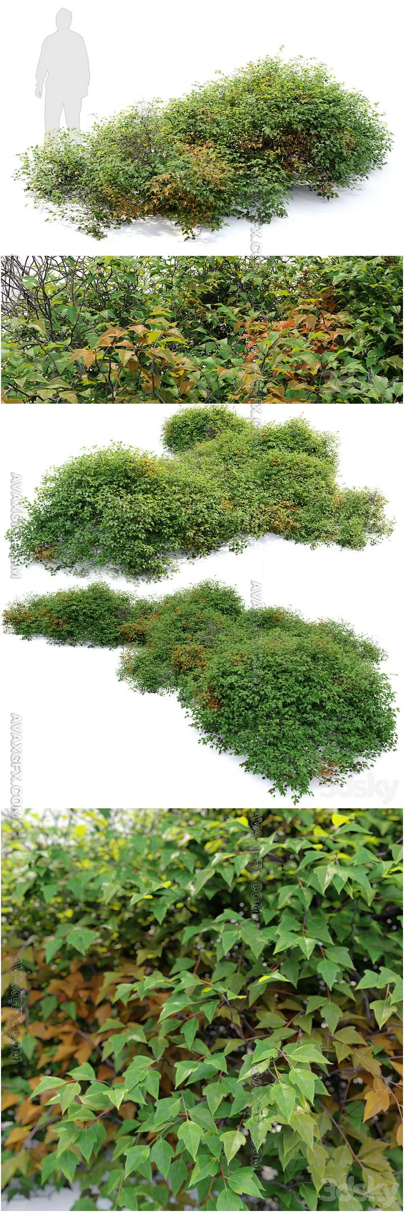 Bush 022 - 3D Model