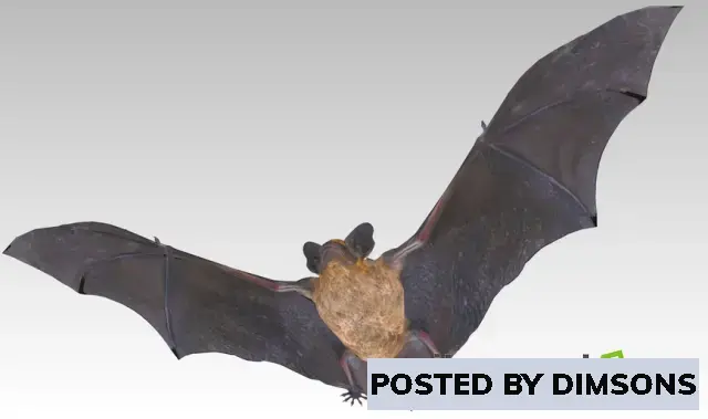 Unreal Engine Characters Common Pipistrelle Bat v5.3+