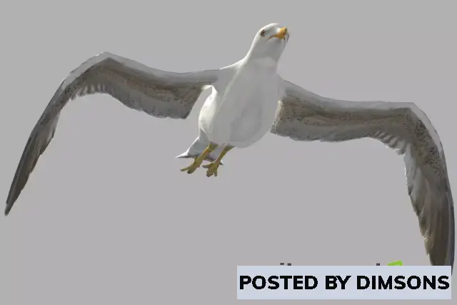 Unity 3D-Models Seagull (Larus canus) v1.0